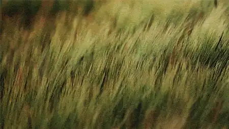 Wind through tall grass