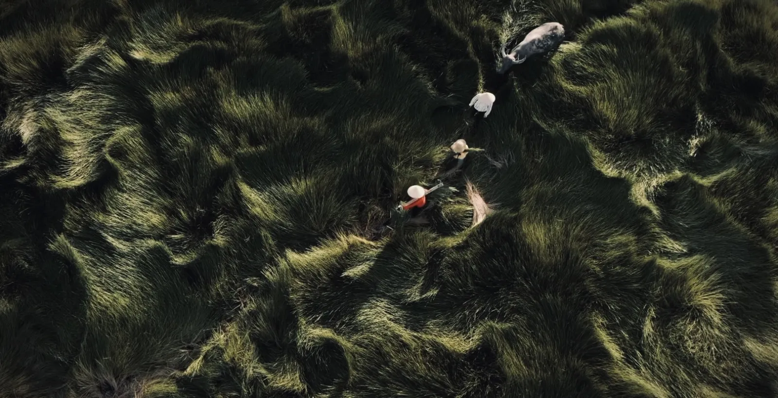 Aerial field texture